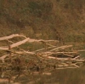 Un immagine di Rumore bianco