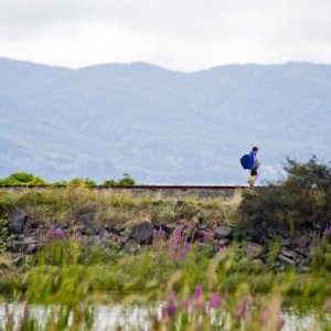 Un'immagine del film Wendy and Lucy