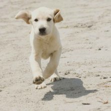Il cucciolo di labrador protagonista del film Io & Marley