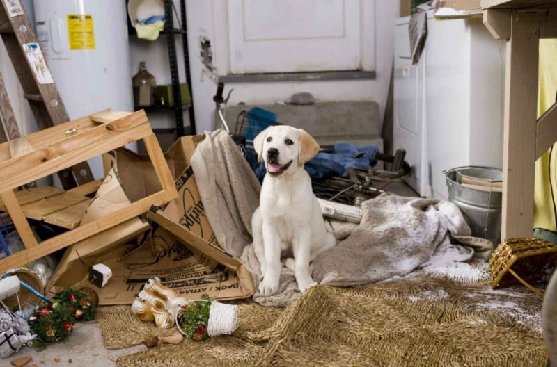 Lo Splendido Cucciolo Di Labrador Protagonista Del Film Io Marley 100518