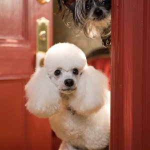 Un'immagine tratta da Hotel Bau