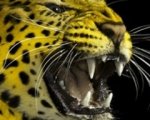 Locarno parla cinese