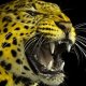 Locarno parla cinese