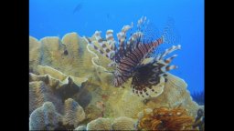 Under the Sea 3D - Trailer