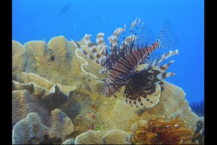 Under the Sea 3D - Trailer