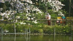 Cherry Blossoms - Hanami - Trailer