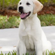 Un'immagine del film Io & Marley