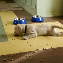 Una scena del film Io & Marley