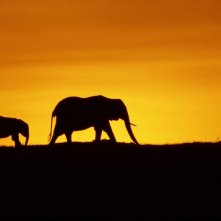 Un Immagine Di Due Elefanti Tratta Dal Documentario Earth La Nostra Terra 107910