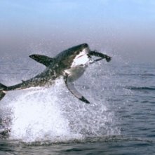 Un'immagine tratta da Earth - La nostra terra