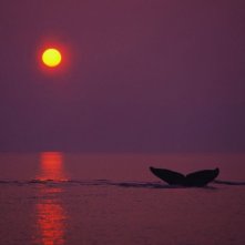 Una Poetica Immagine Del Documentario Earth La Nostra Terra 107911