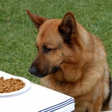 Il commissorio Rex in una scena della serie