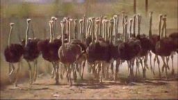 The Song of Sparrows - Trailer