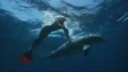 Way of the Dolphin - Trailer