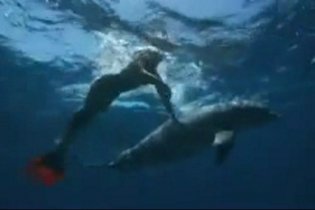 Way of the Dolphin - Trailer