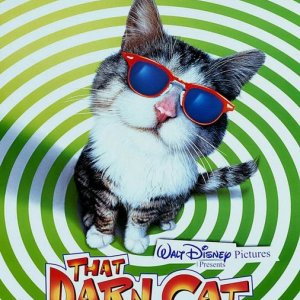 La locandina di Operazione Gatto