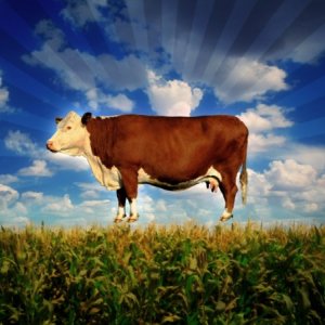 Un'immagine del documentario Food, Inc.