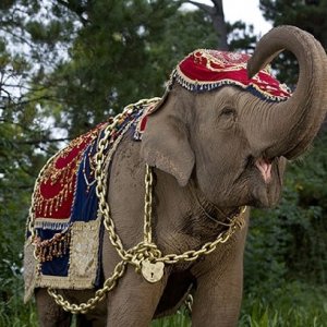 Una scena della serie The Elephant Princess