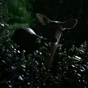 Un'immagine dell'episodio 'Never Let Me Go' della serie tv True Blood