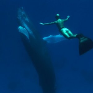 Un'immagine del documentario The Cove