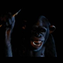 La simpatica scimmia Inga del film Phenomena (1985)