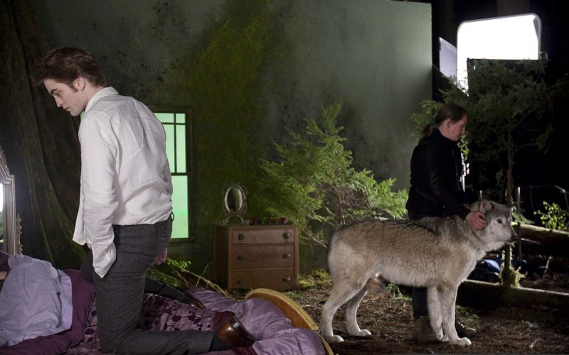 Robert Pattinson Con Un Lupo Bianco Sul Set Di New Moon Secondo Capitolo Della Saga Di Twilight 131498