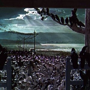 La celebre sequenza finale del film Gli uccelli ( 1963 )