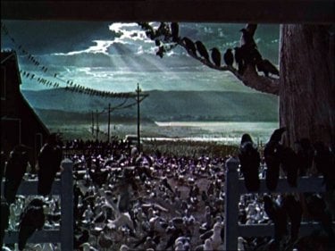 La celebre sequenza finale del film Gli uccelli ( 1963 )