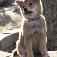 Il protagonista del film Hachiko - A Dog's Story