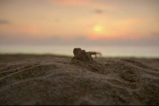 L'incredibile viaggio della Tartaruga - Trailer