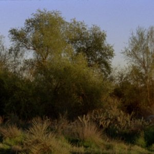 Una immagine di COMMON GROUND di Vera Brunner-Song (USA, 2008)