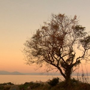 Una poetica immagine di GRANDMOTHER di Yuki Kawamura (Giappone/Francia, 2009)