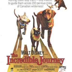 Locandina del film L'incredibile avventura ( 1963 )