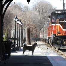 Il cane Hachi, protagonista del film Hachiko - A Dog's Story