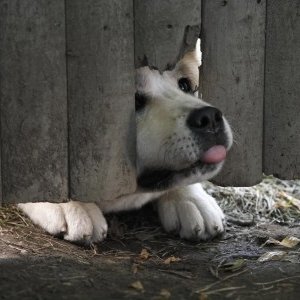 Una simpatica immagine del protagonista del film Hachiko - A Dog's Story