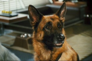 Cats & Dogs: The Revenge of Kitty Galore - Trailer