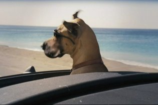 Marmaduke - Teaser Trailer