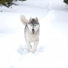 Il cucciolo Buck in un'immagine del film Il richiamo della foresta 3D