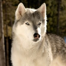 Il cucciolo Buck protagonista del film Il richiamo della foresta 3D
