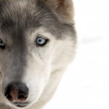 Un primo piano del cucciolo Buck, protagonista del film Il richiamo della foresta 3D