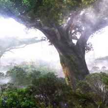 Una vista del paesaggio del pianeta Pandora nel film Avatar