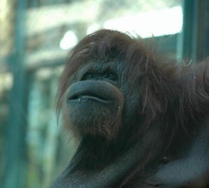 Una scena del film Nénette