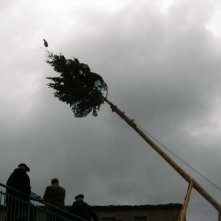 Il Castagno Protagonista Del Terzo Episodio Del Film Le Quattro Volte 148659