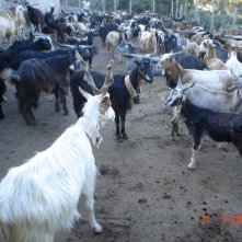 Un gregge di capretti movimenta il secondo episodio del film Le quattro volte