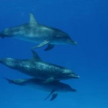 Delfini in viaggio nel film Oceani 3D