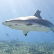 L'immagine di uno squalo dal film Oceani 3D