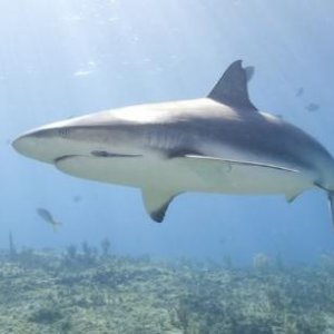 L'immagine di uno squalo dal film Oceani 3D