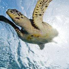 La tartaruga marina in una scena del film Oceani 3D