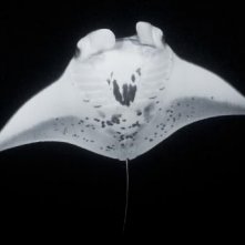 Un'immagine dal film Oceani 3D