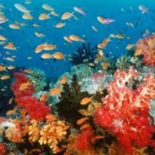 Un'immagine della barriera corallina dal film Oceani 3D